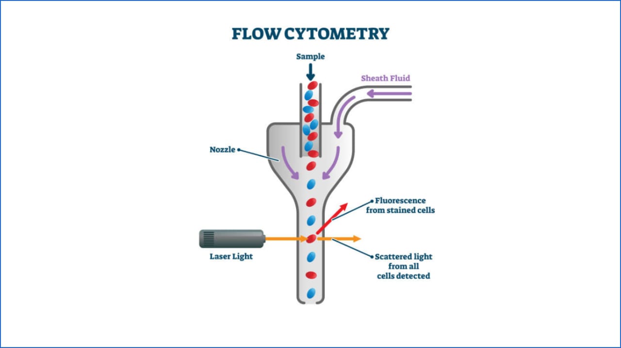 Flow Cytometry